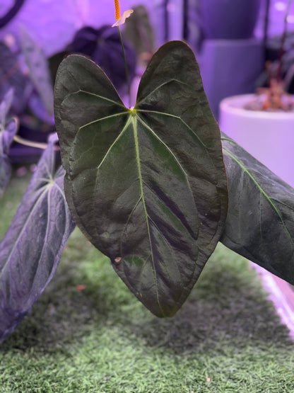 Anthurium (carla x port) x Panamama 2.0 *flowering*