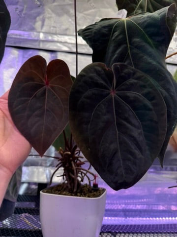 Anthurium Blood Moon