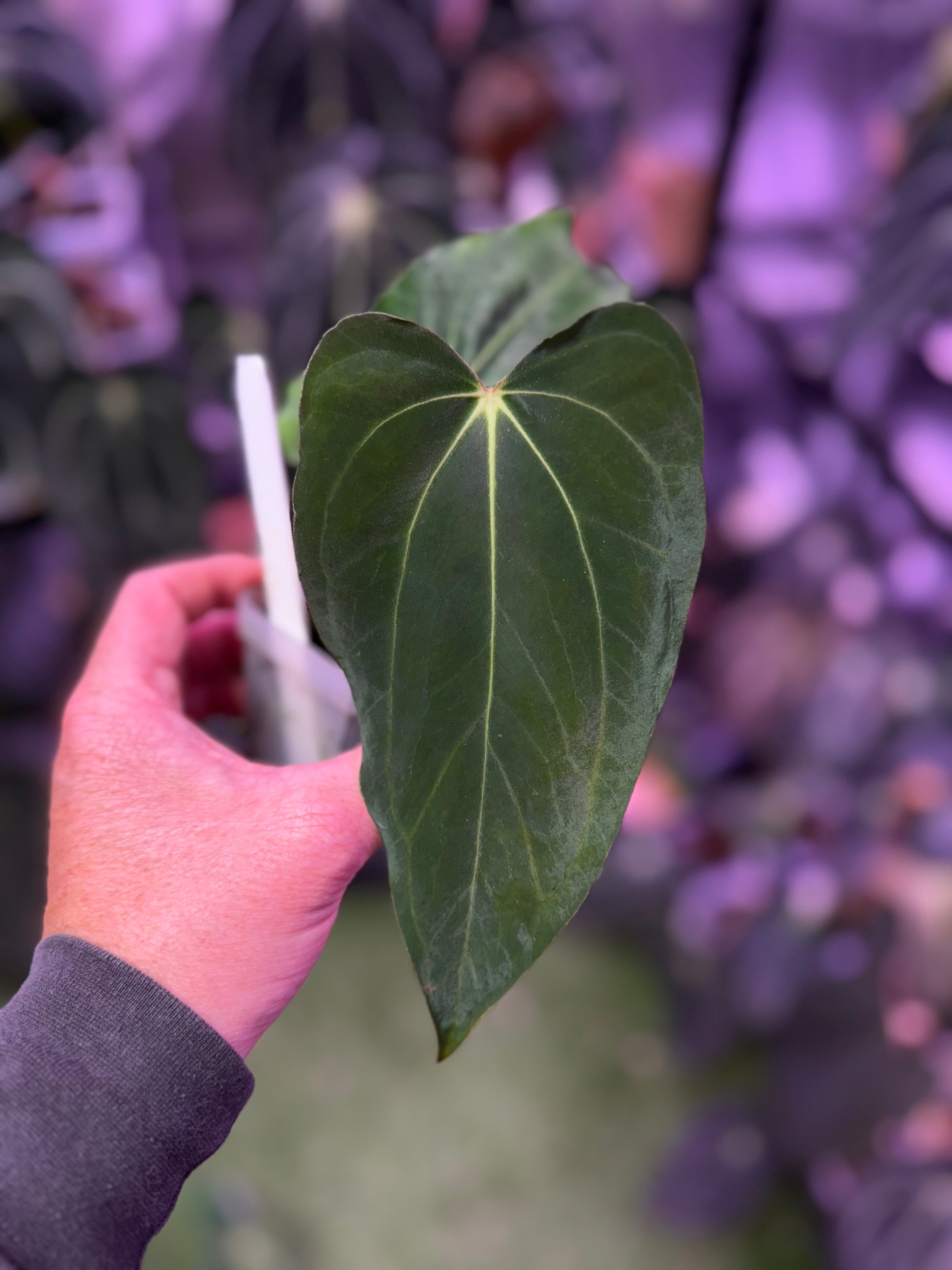 Anthurium carlablackiae 'District' X sp. nov. DF 1