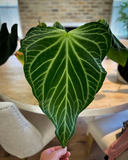 Anthurium FTG F2 x Stripey - germinated seed
