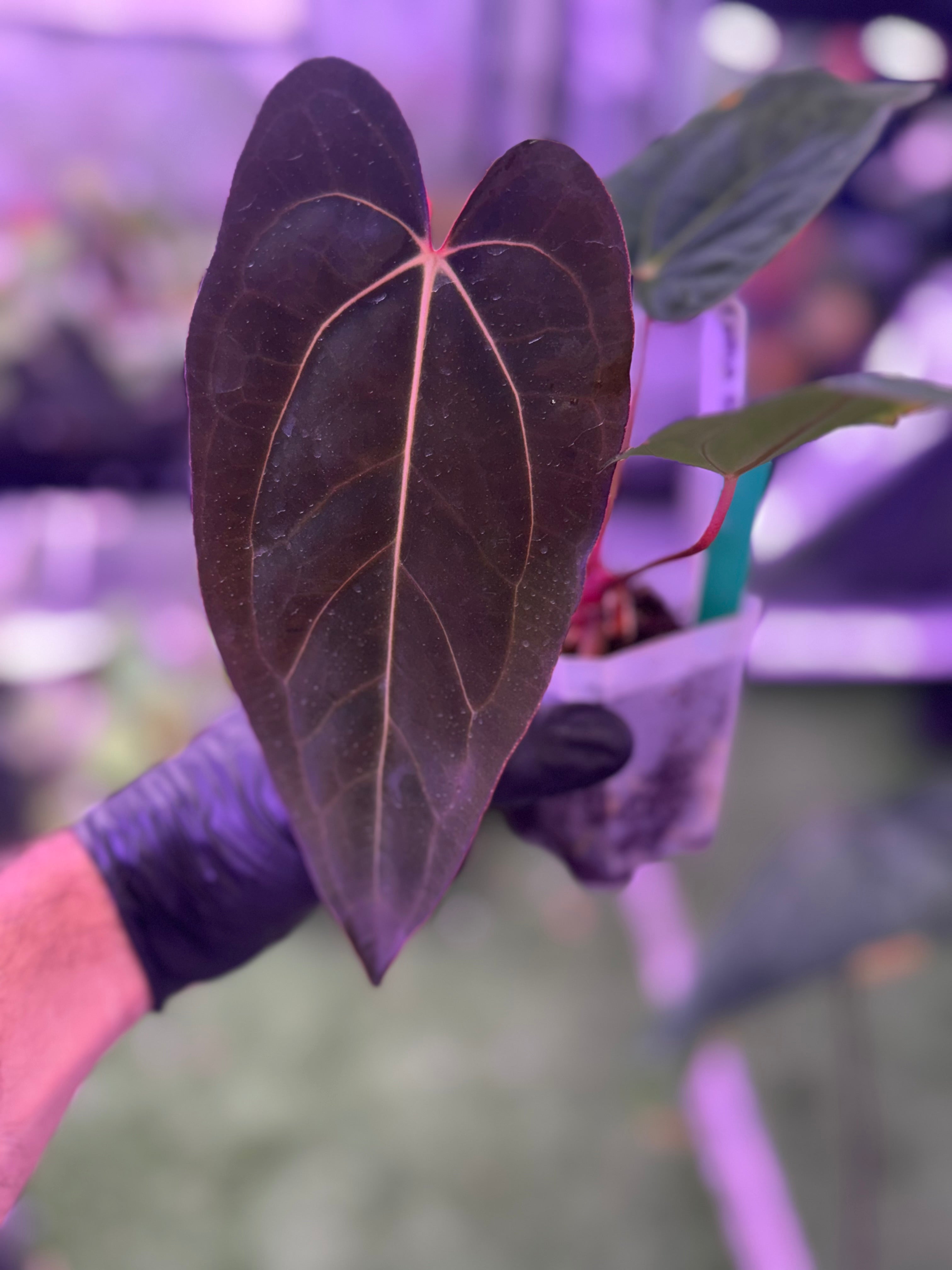 CaRL 2.0 - Anthurium carlablackiae (BUZ1 x RA8) x Ralph Lynam clone