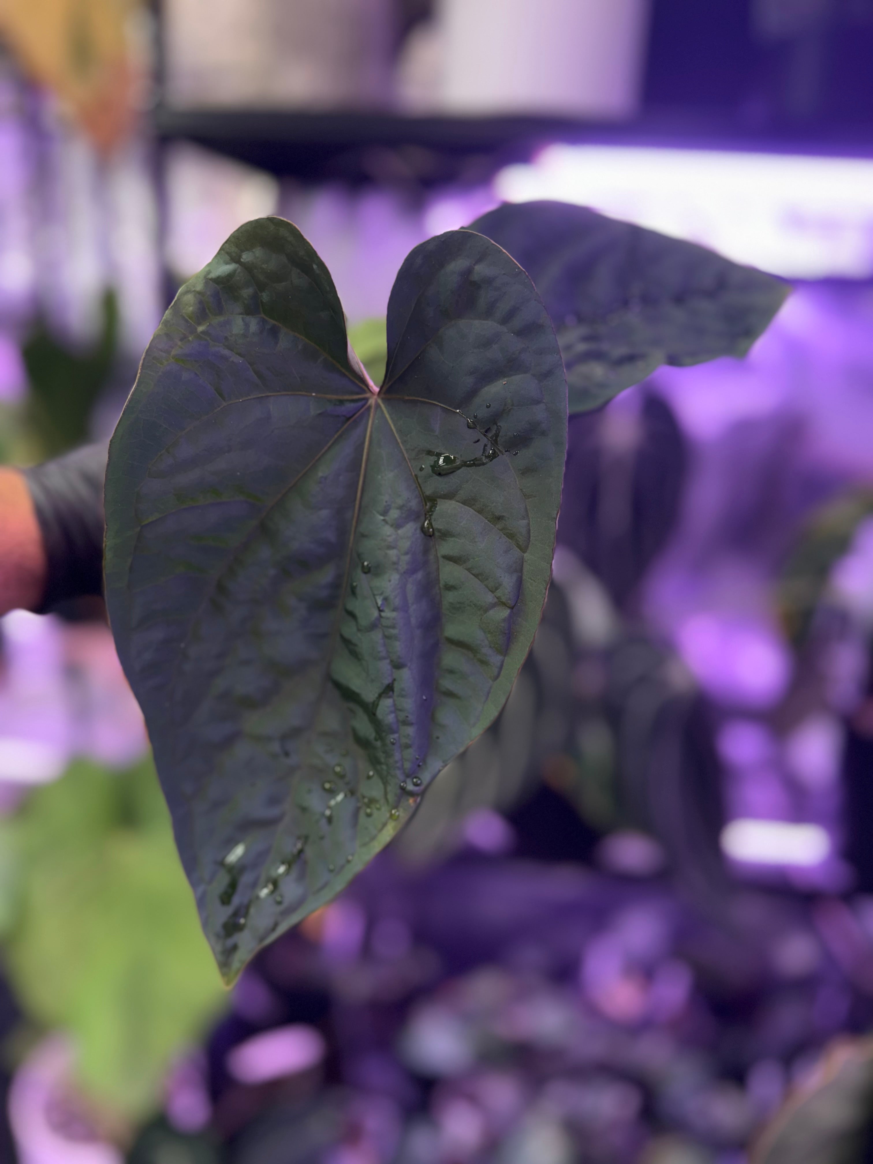 Anthurium dressleri x debile