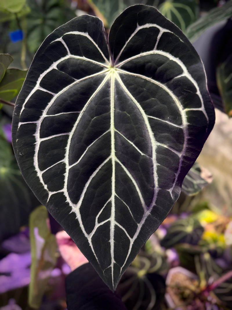 Anthurium carlablackiae RA4xRA1