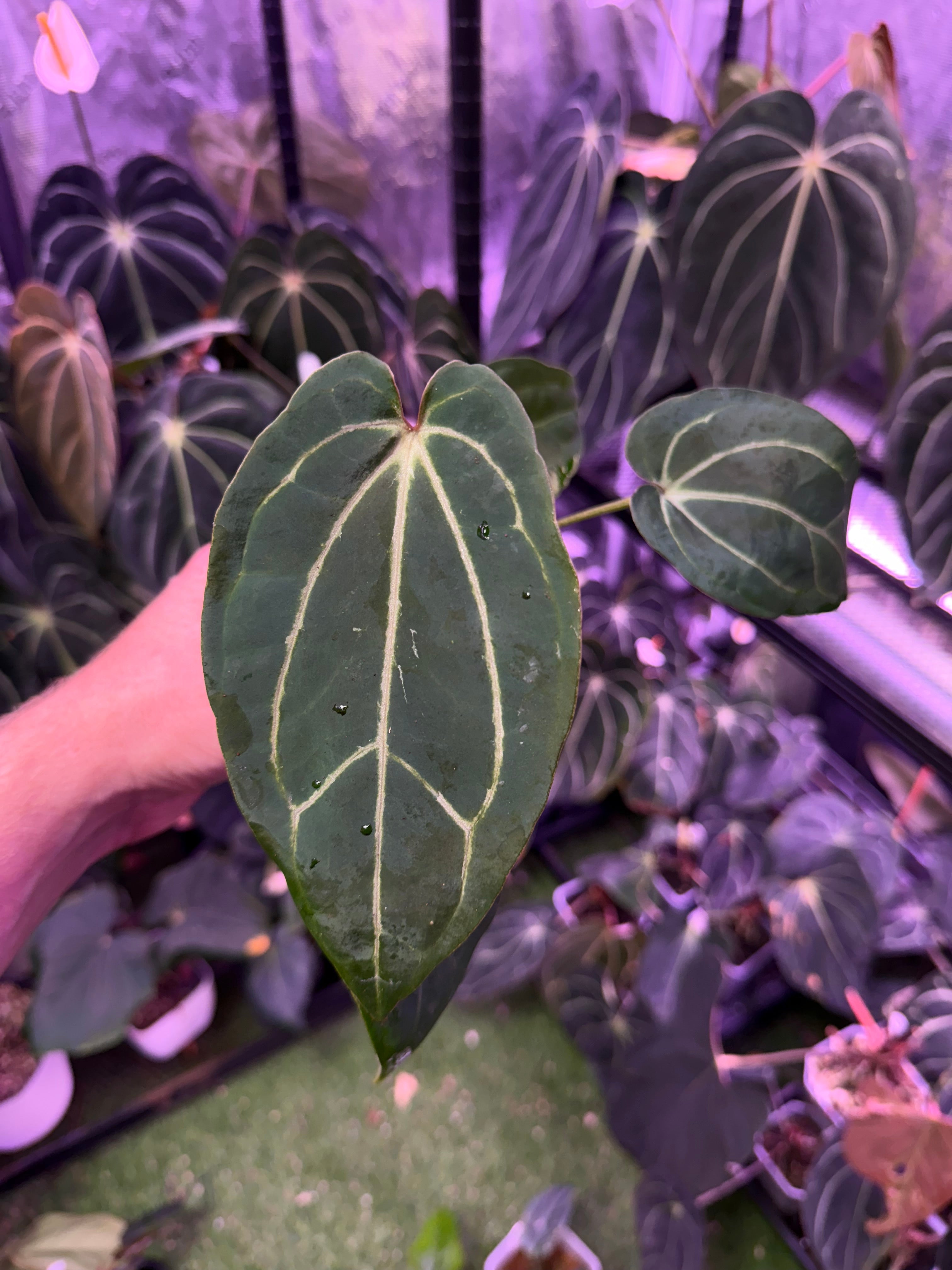 Anthurium Morticia's Magic X Zara x Michelle - Mature