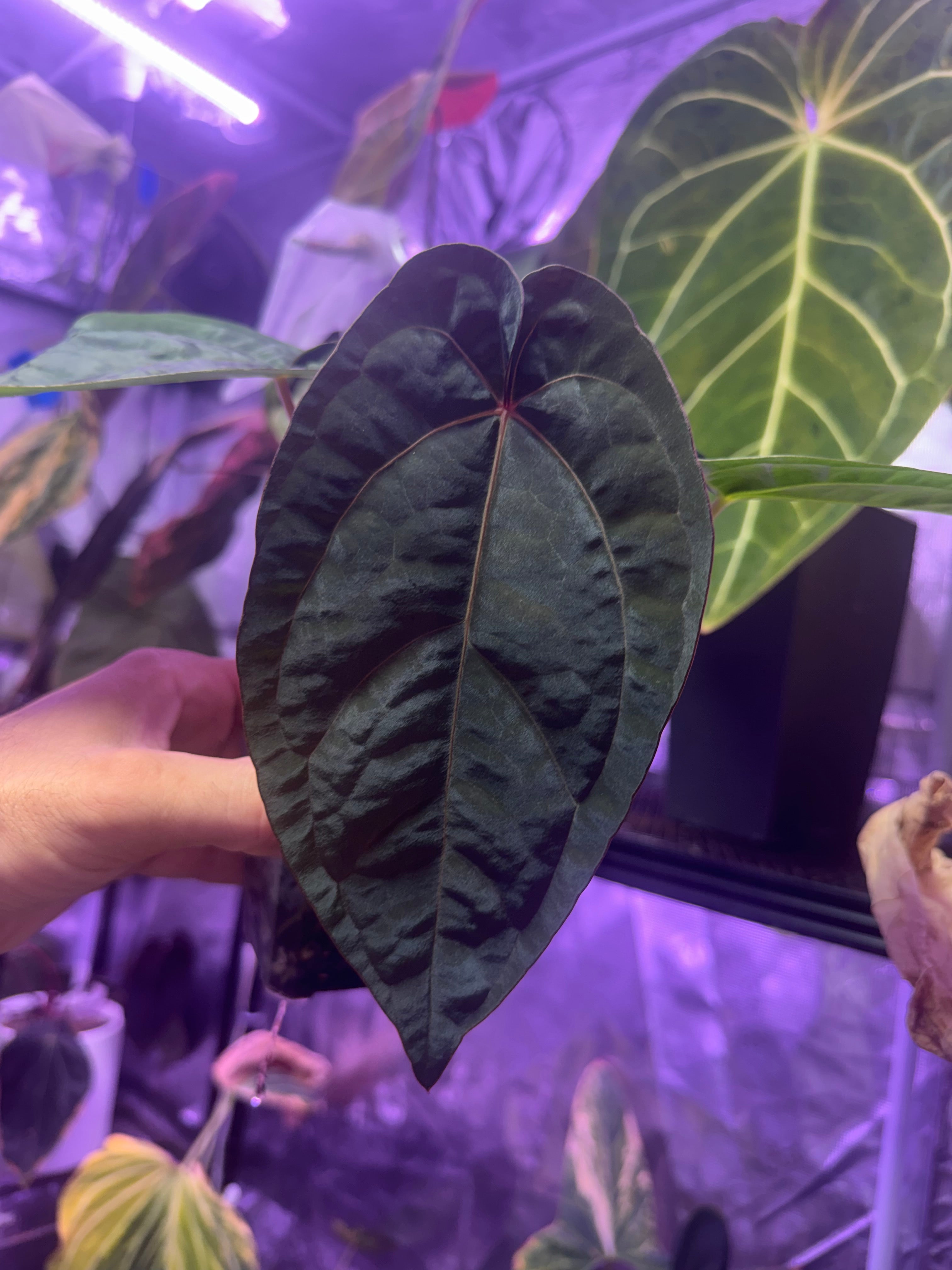 Anthurium Udaka x dressleri RG #2
