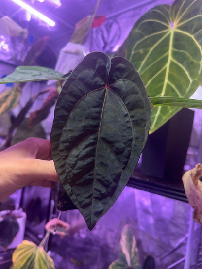 Anthurium Udaka x dressleri RG #2
