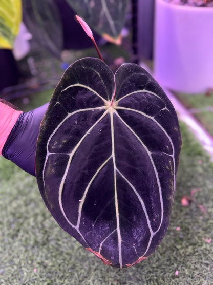 Anthurium carlablackiae RA8 clone