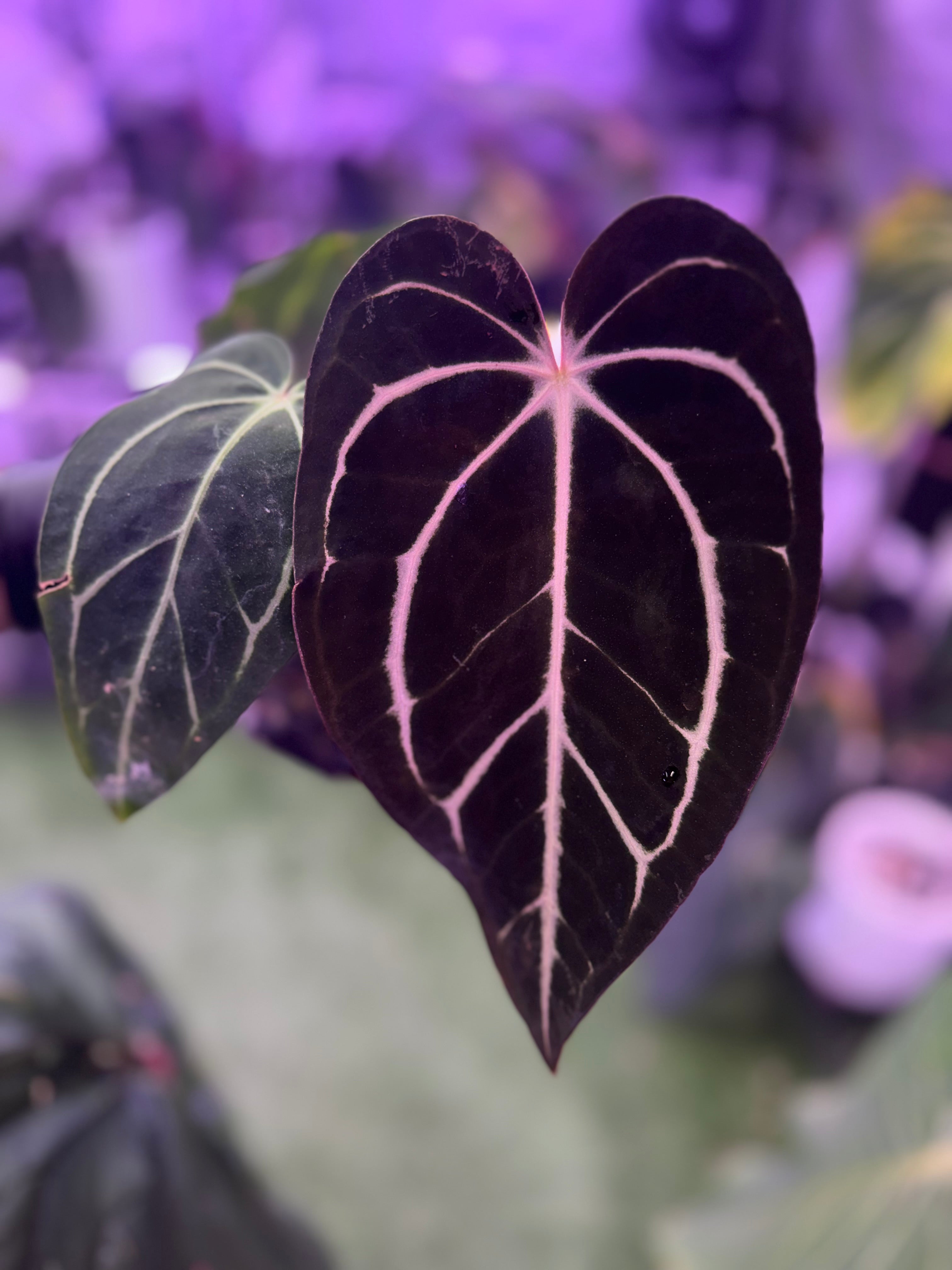 Anthurium carlablackiae – Buz Plants