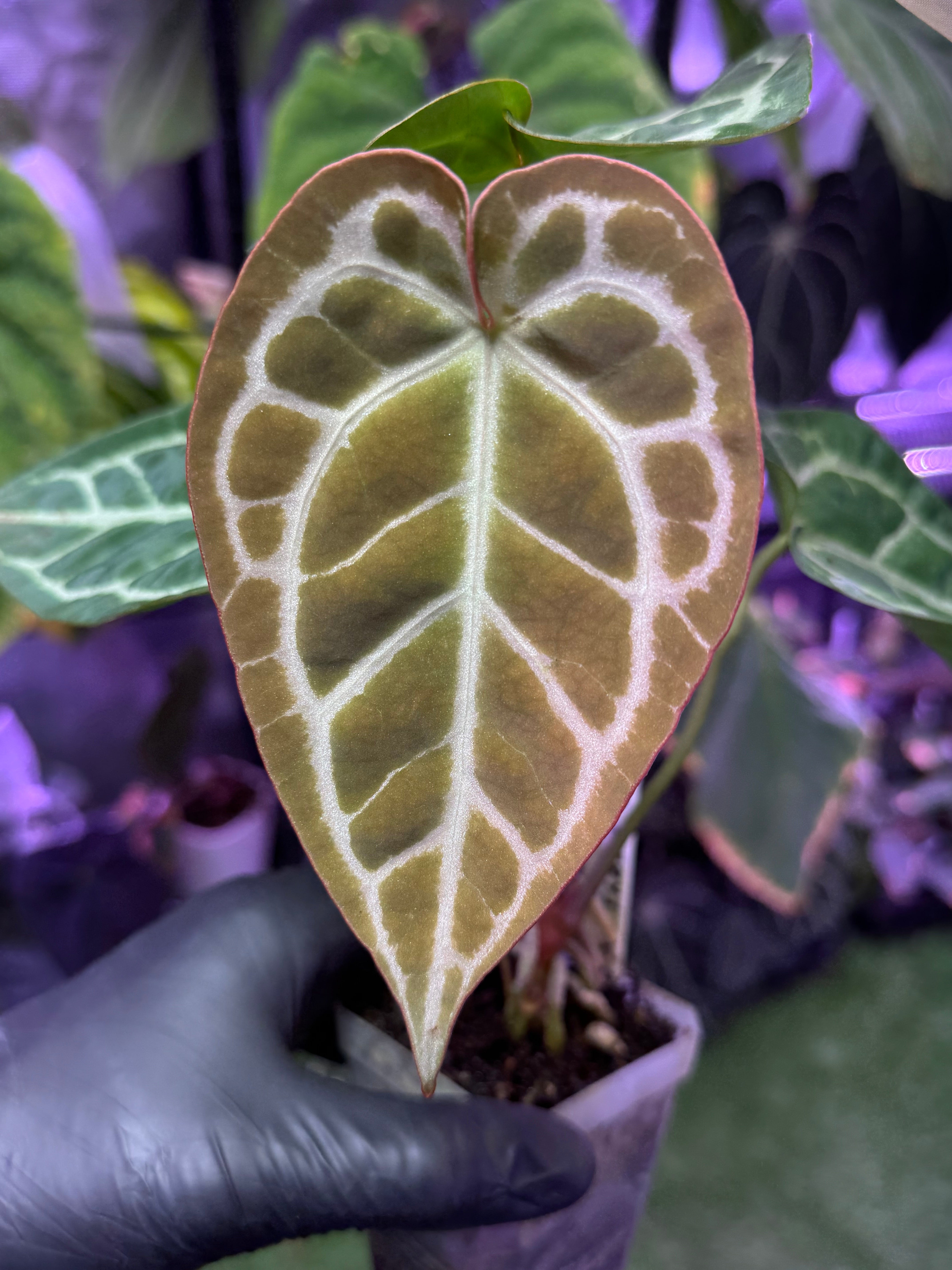 Anthurium SKG Silver x crystal ex. Antigua