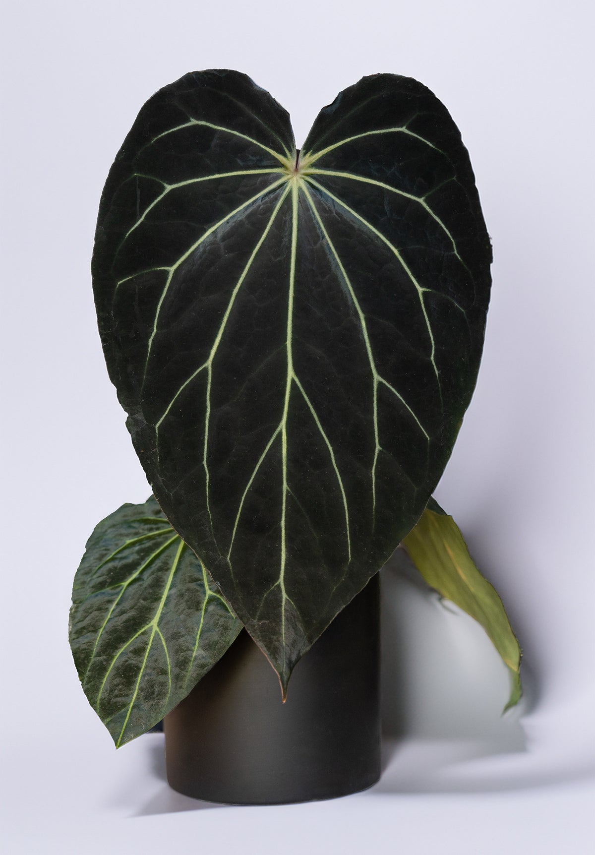 Anthuirum "Araña" a rare anthuirum hybrid from carlablackiae x "Black Widowx Michelle"