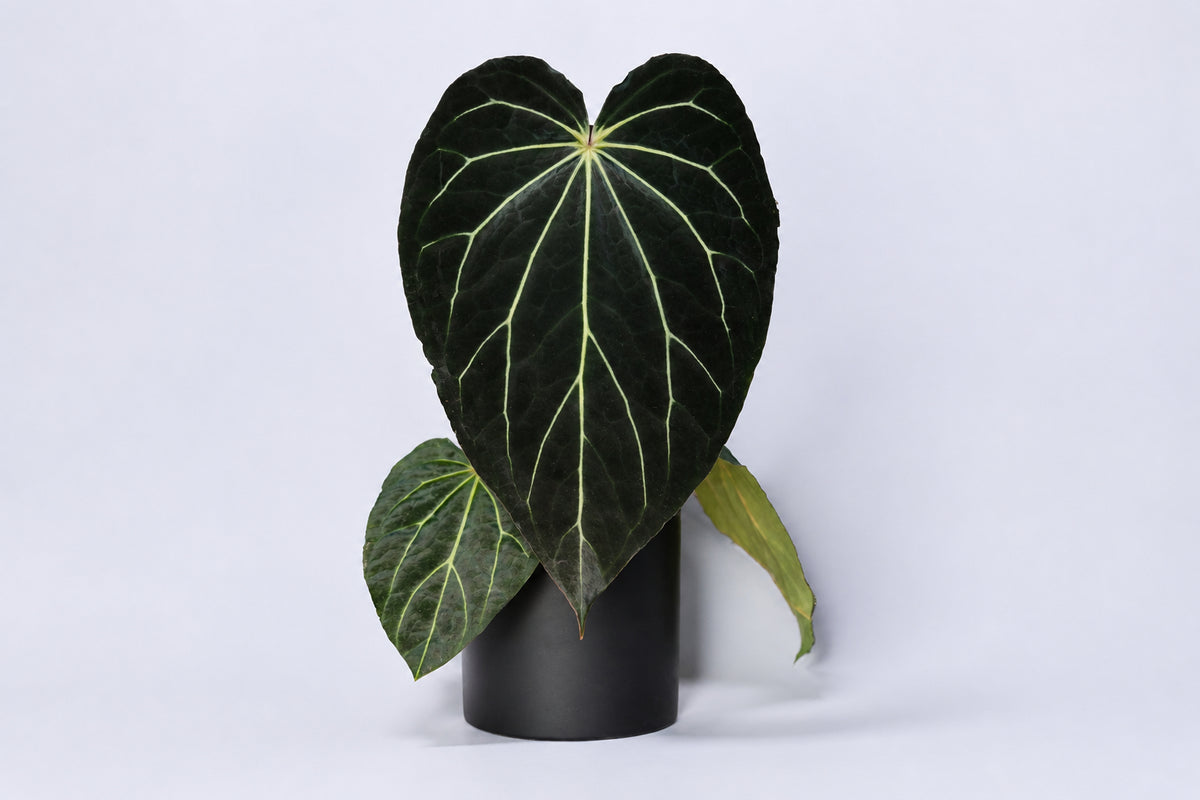 Anthurium "Araña" a rare anthurium hybrid from carlablackiae x "Black Widow x Michelle"