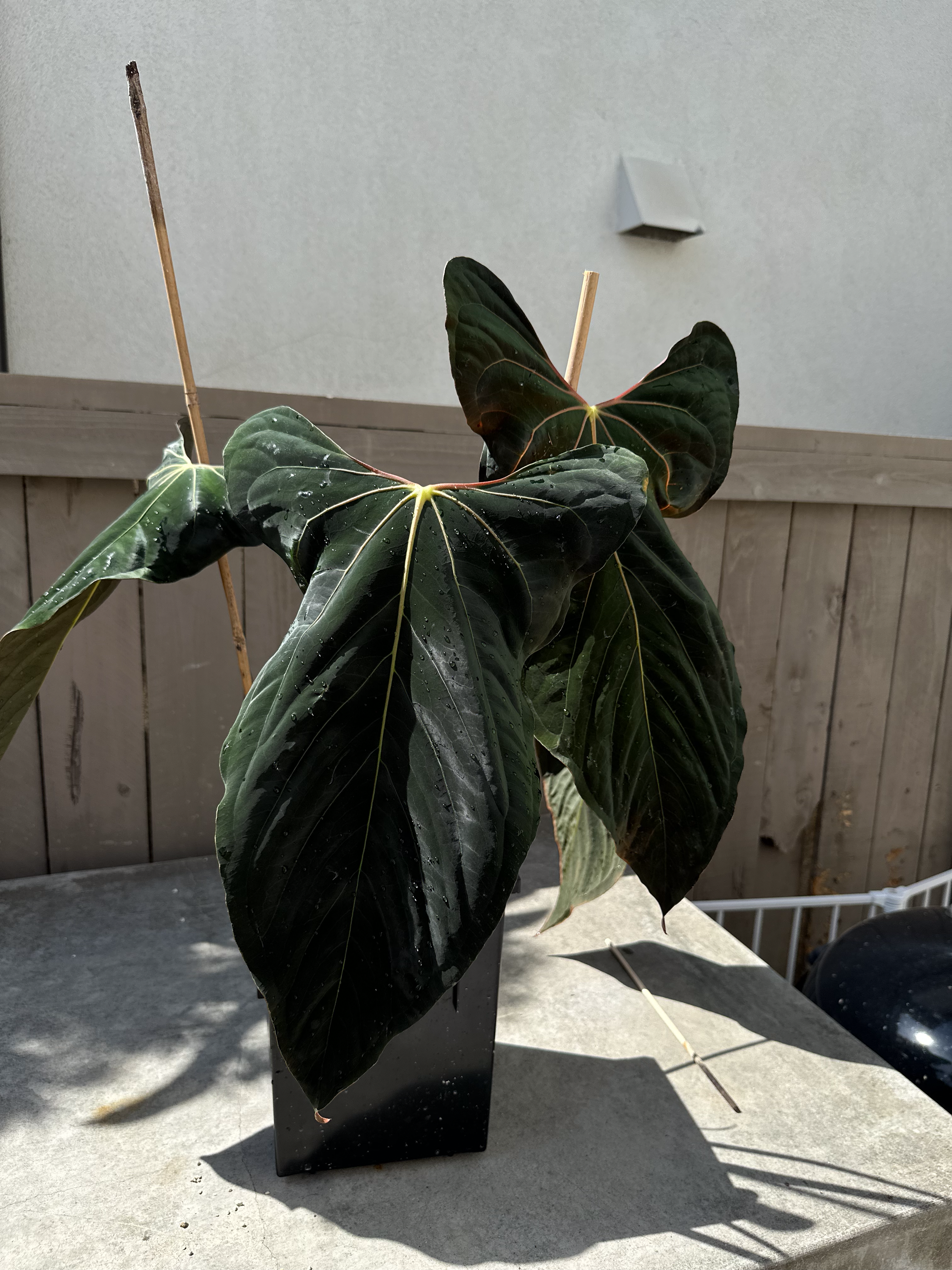 Anthurium papillilaminum 'Ralph Lynam x Fort Sherman'
