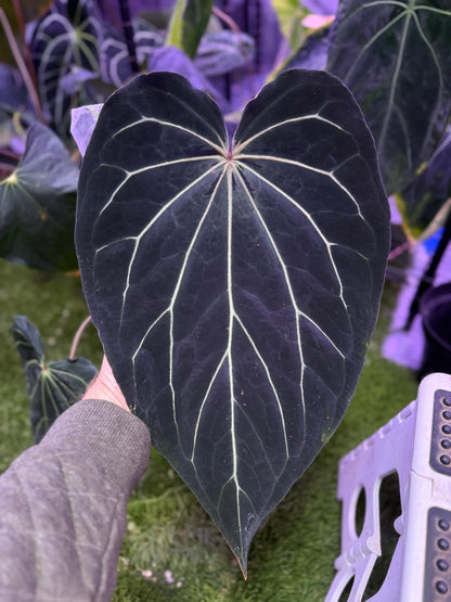 Anthurium Araña x Tim Anderson Stripey