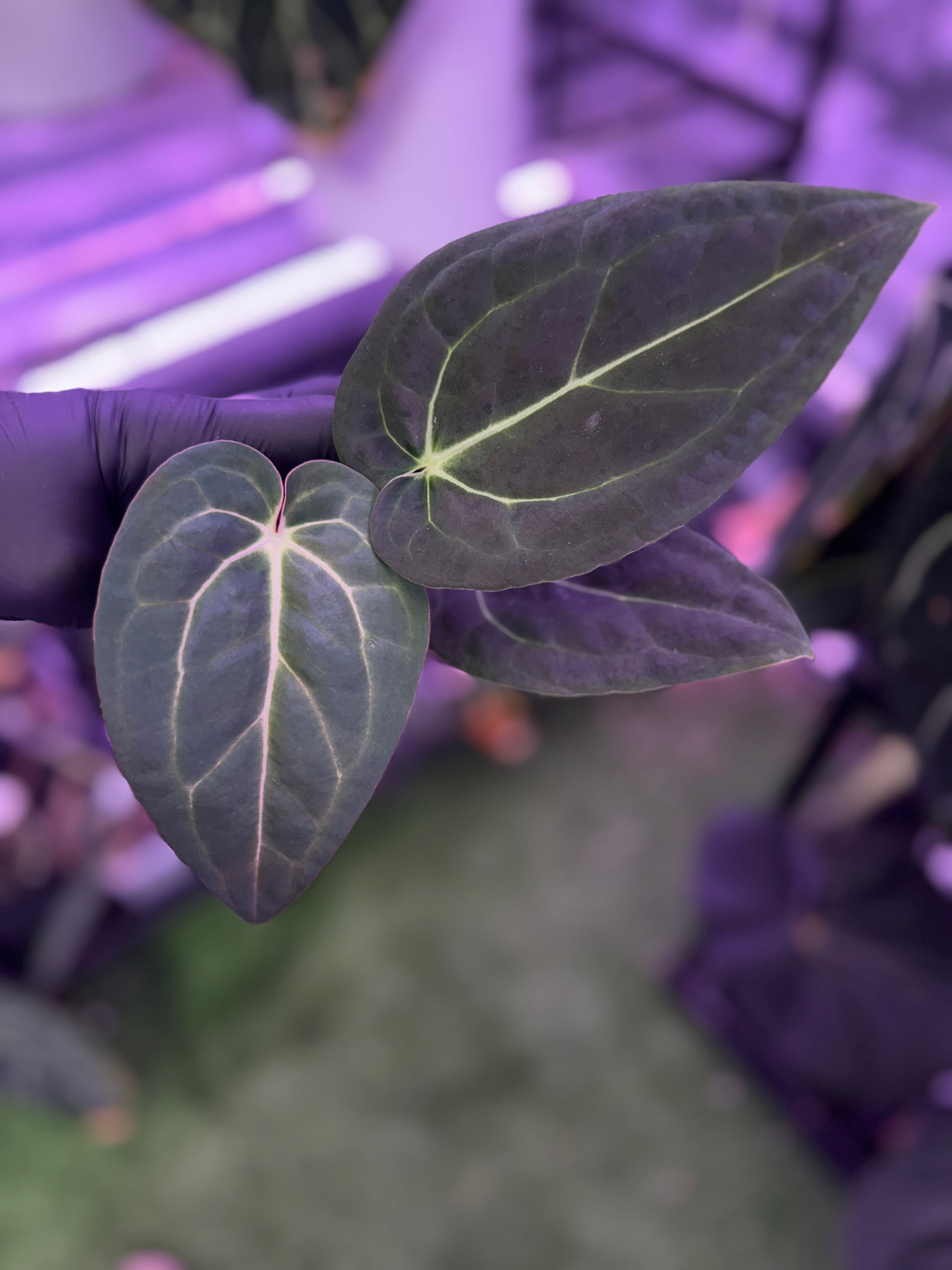 Anthurium Araña’ x Tim Anderson ‘Stripey’