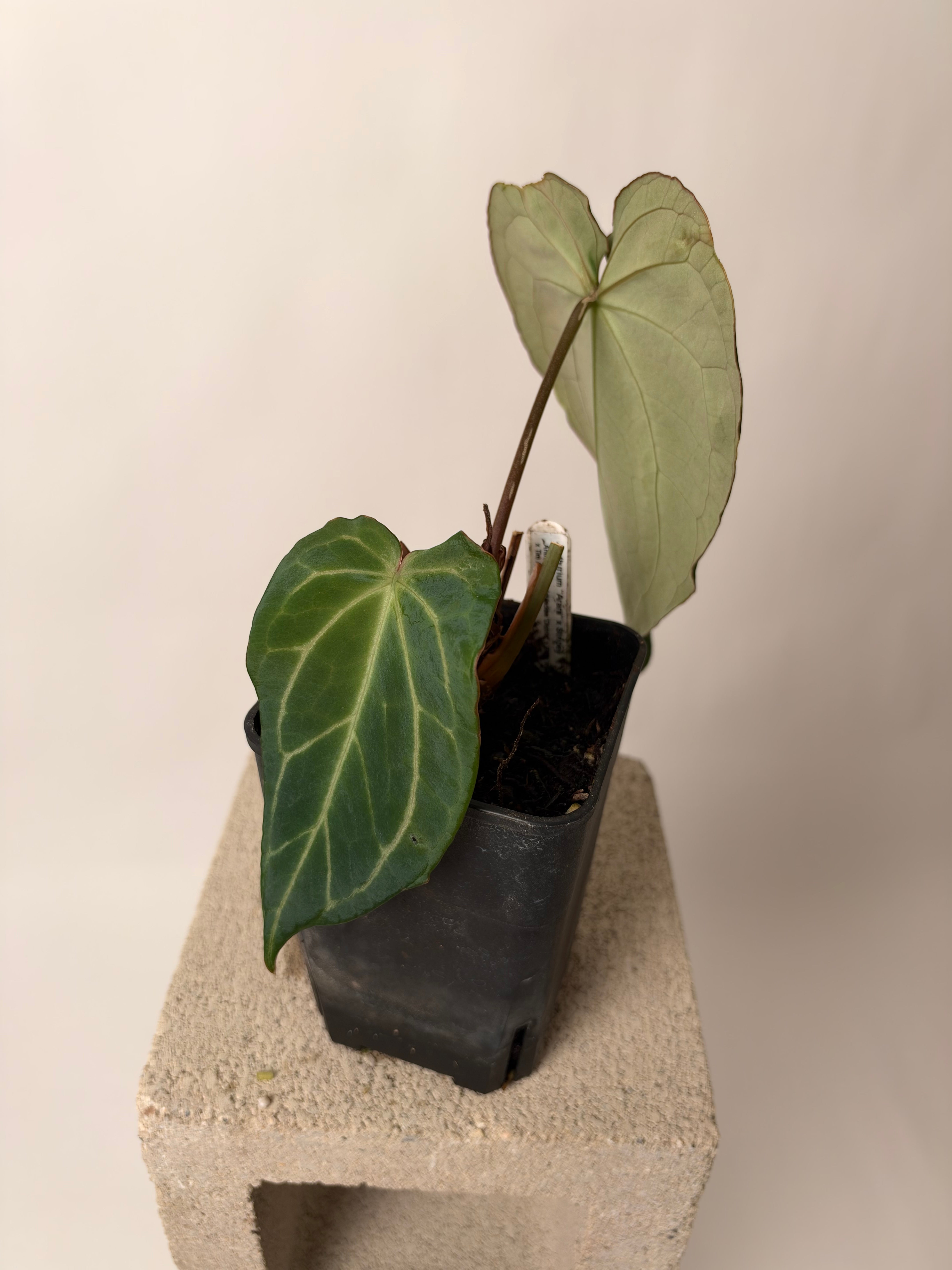 Latest Anthurium Drop | Buz Plants