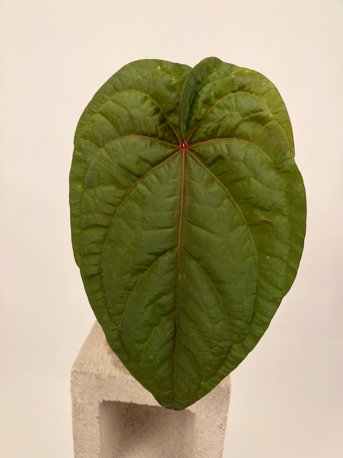 Anthurium ‘Udaka’ x dressleri “RG clone 2”