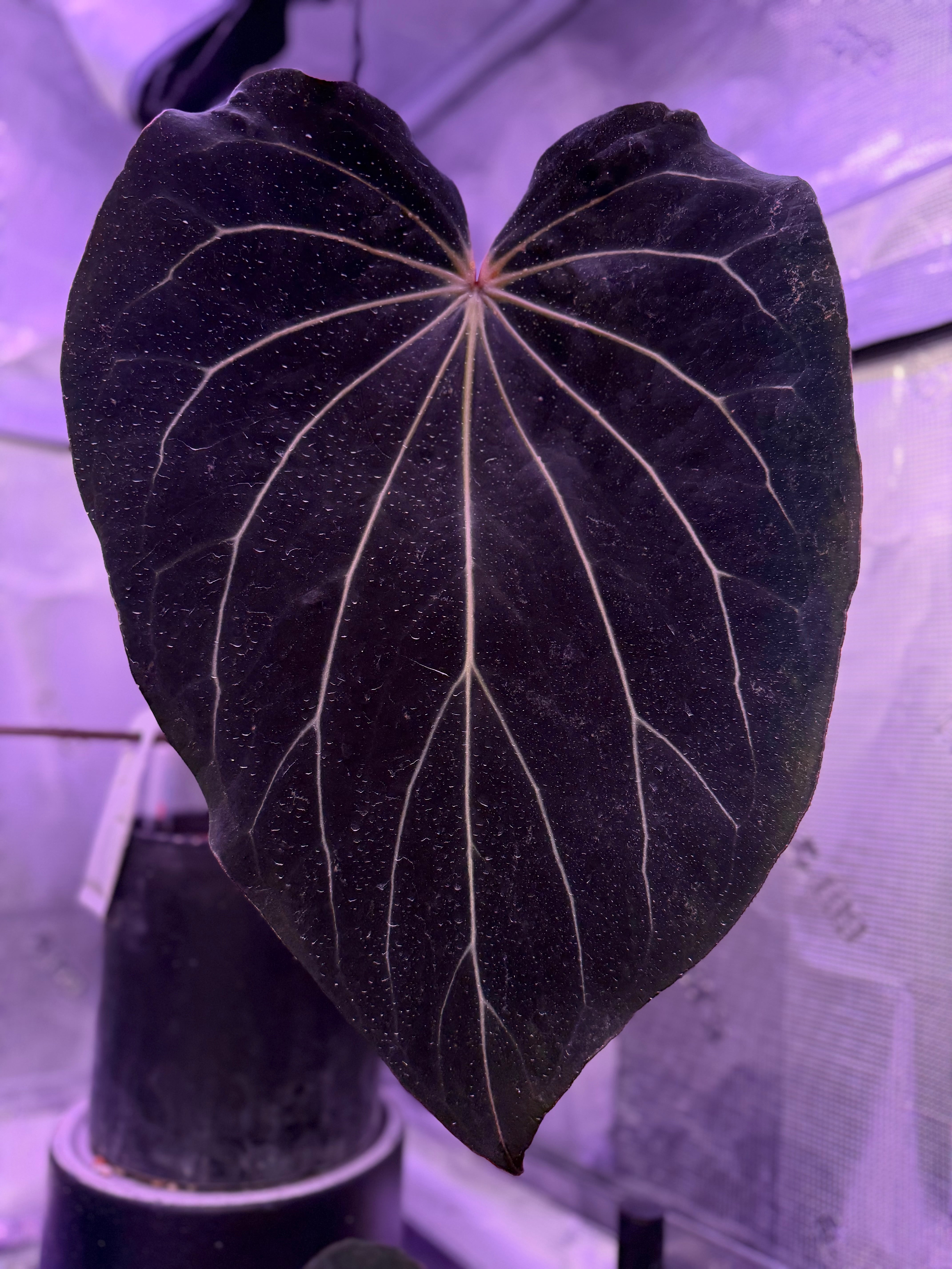 Anthurium carlablackiae x ‘Black Widow x Michelle' F1