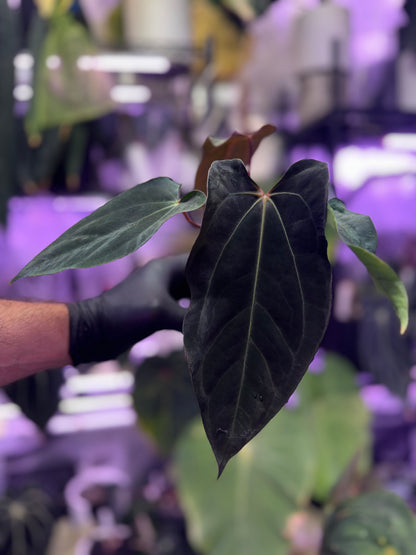 CaRL 2.0 - Anthurium carlablackiae (BUZ1 x RA8) x Ralph Lynam clone