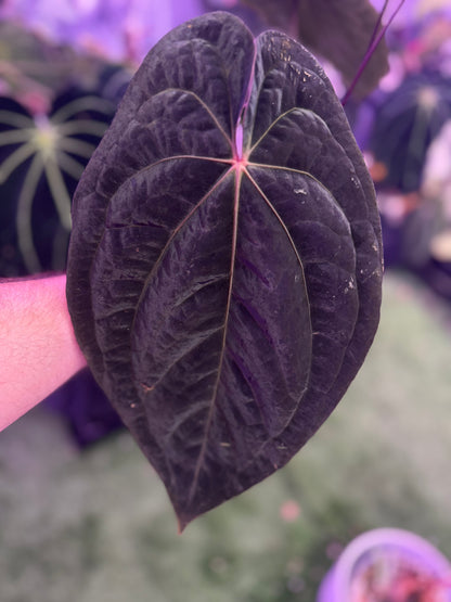 Anthurium (dressleri x carlablackiae) x Red Vein Dark Phoenix