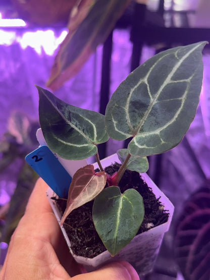 Anthurium Chocolate Crystal x Tezula Red Crystal