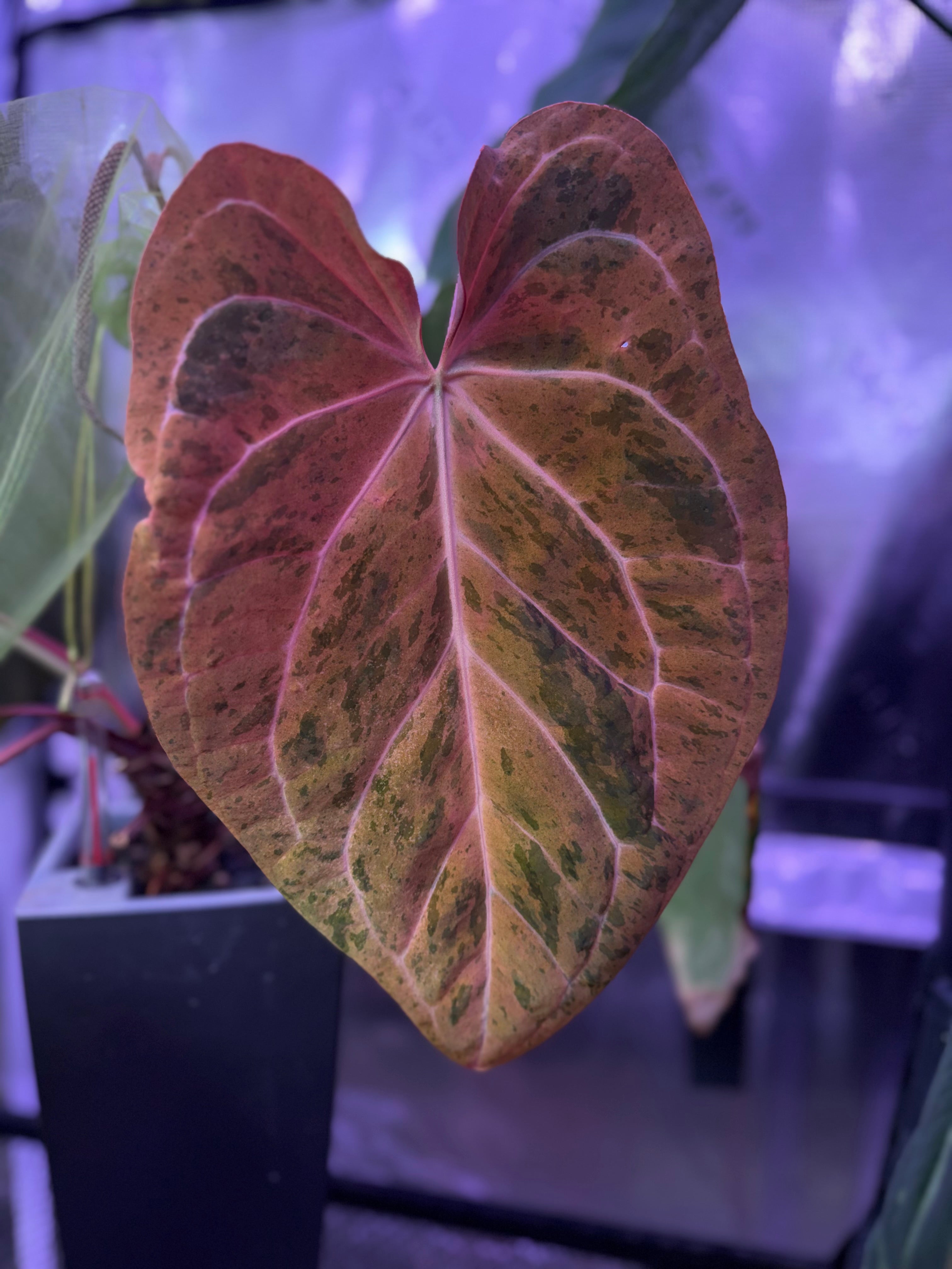 Anthurium "Snake Oil Buz 2" X "Black Cherry" - variegated seedling 03