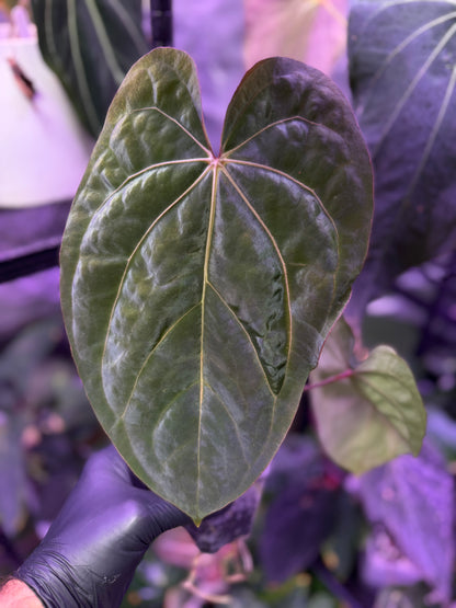 Anthurium Buz Bench Hybrid ((AOS x dressleri) x ?)