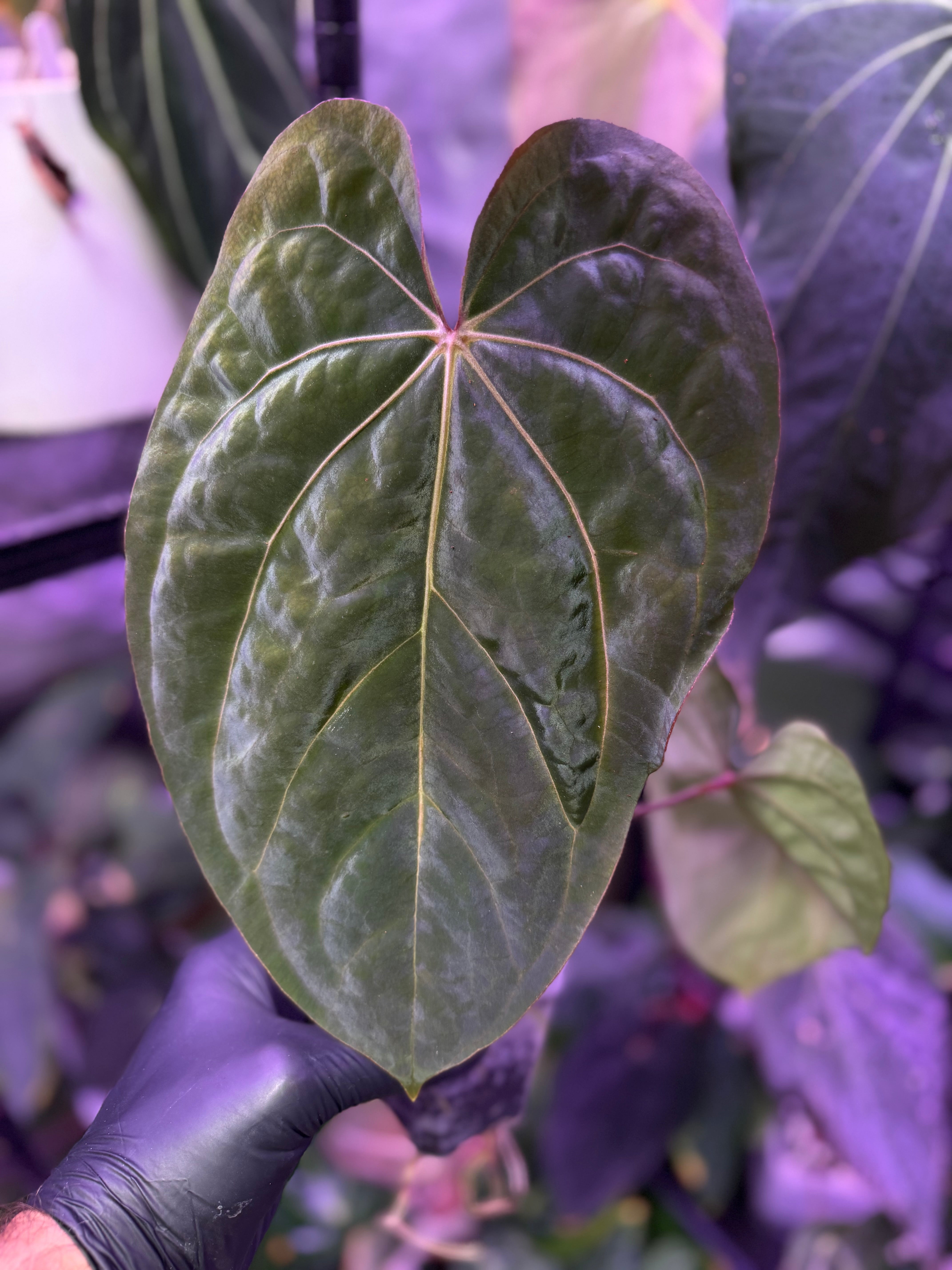 Anthurium Buz Bench Hybrid ((AOS x dressleri) x ?)