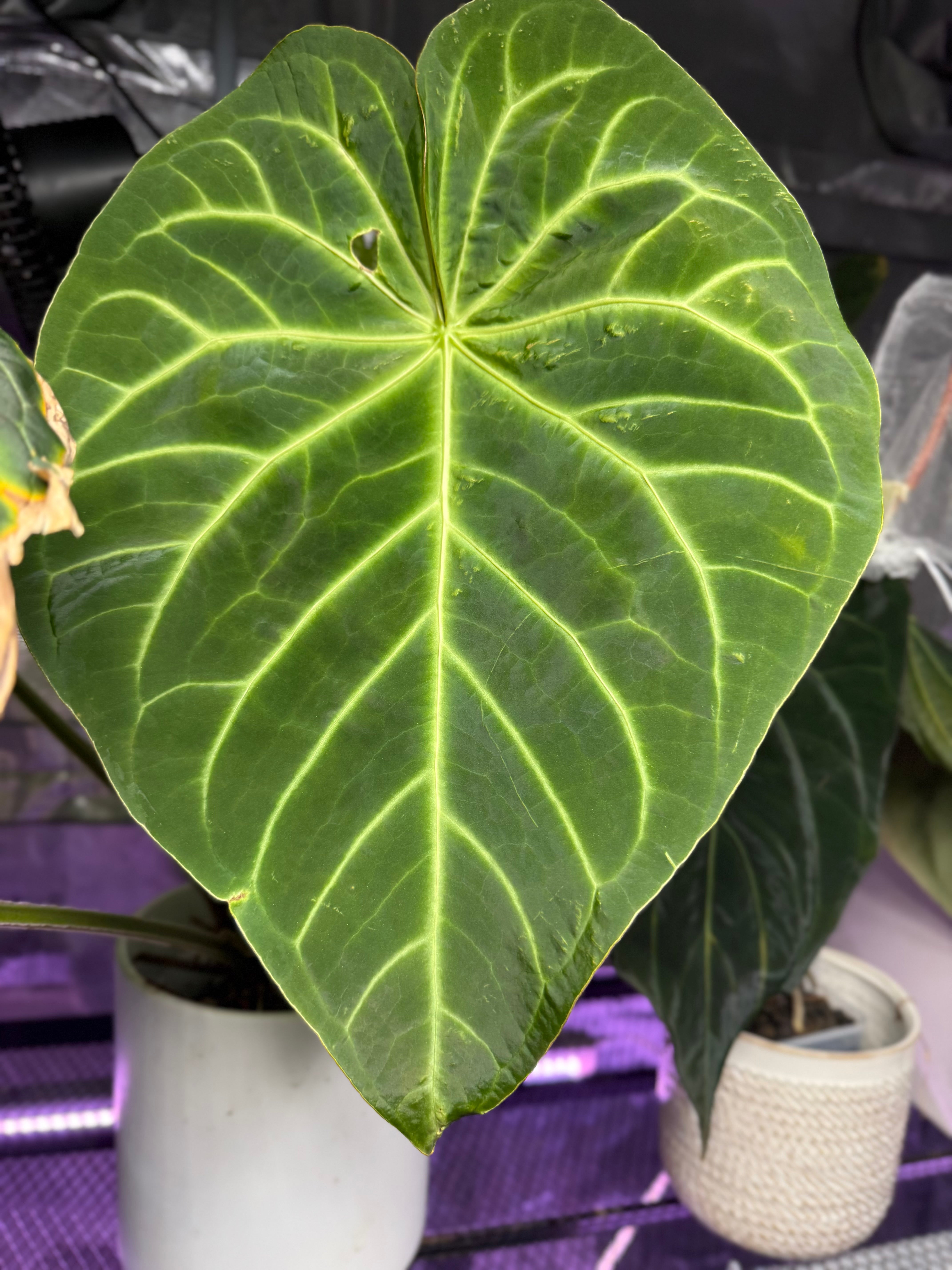 Anthurium Black Widow x Michelle’  x magnificum ’Norte’