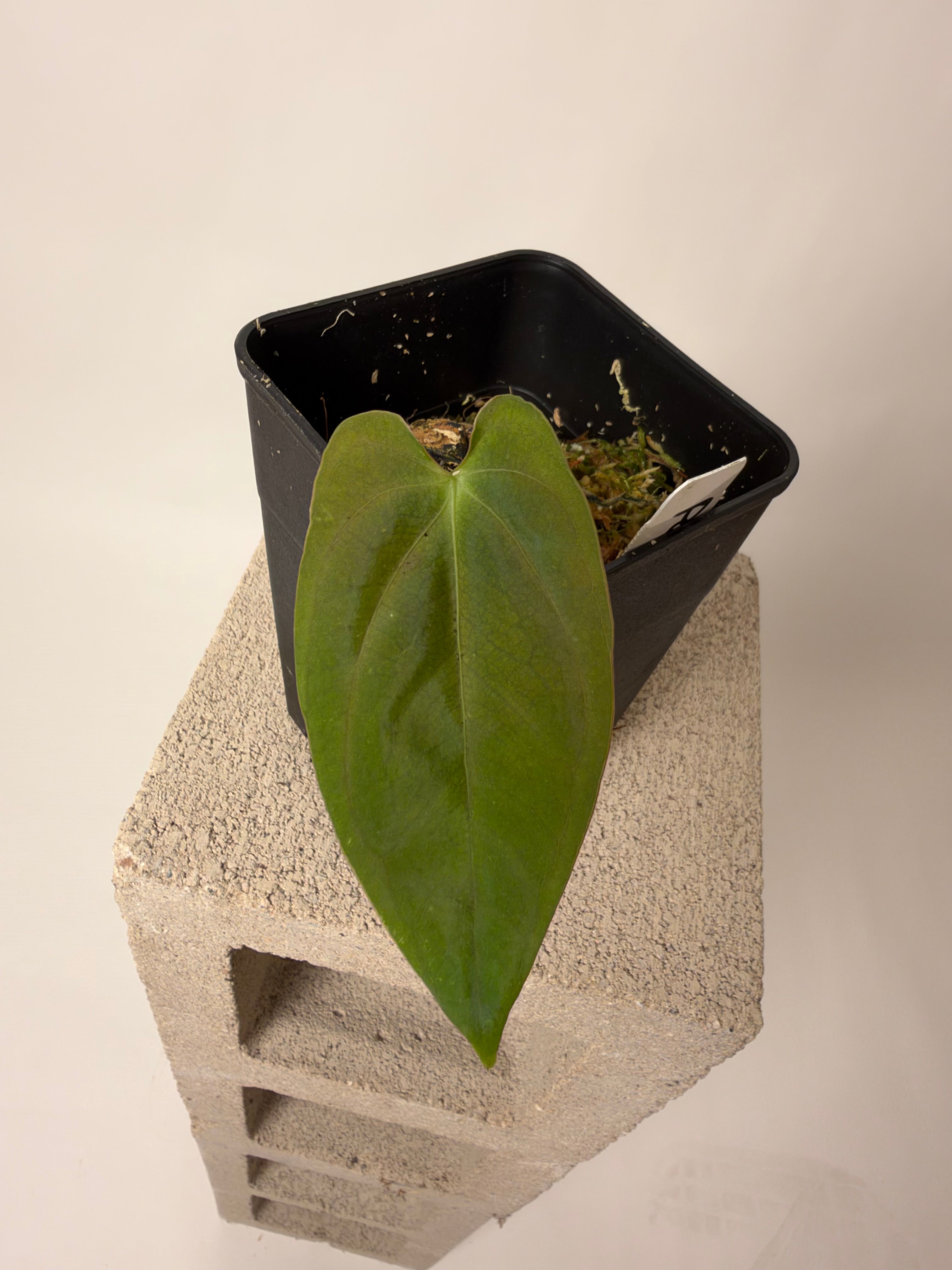 Latest Anthurium Drop | Buz Plants