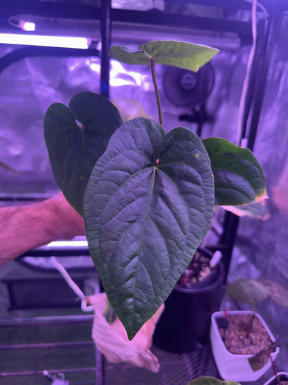Anthurium Udaka x kunayalense RA2