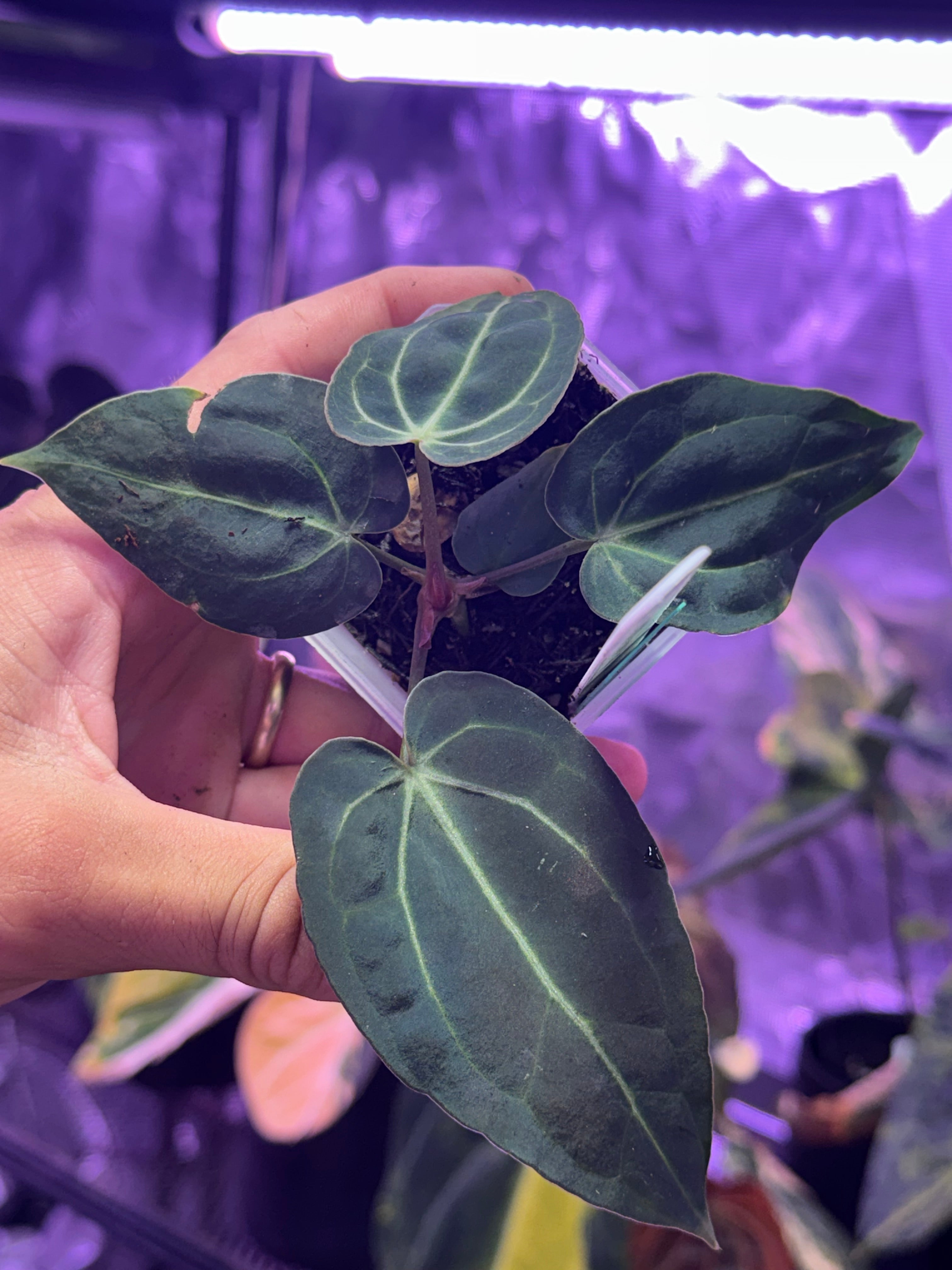 Anthurium carlablackiae District x “Black Widow x Michelle” F2