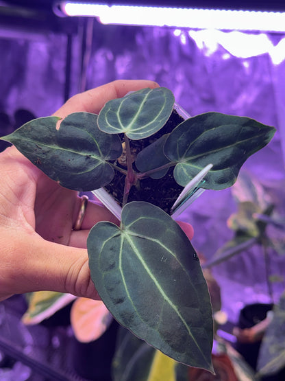 Anthurium carlablackiae District x “Black Widow x Michelle” F2