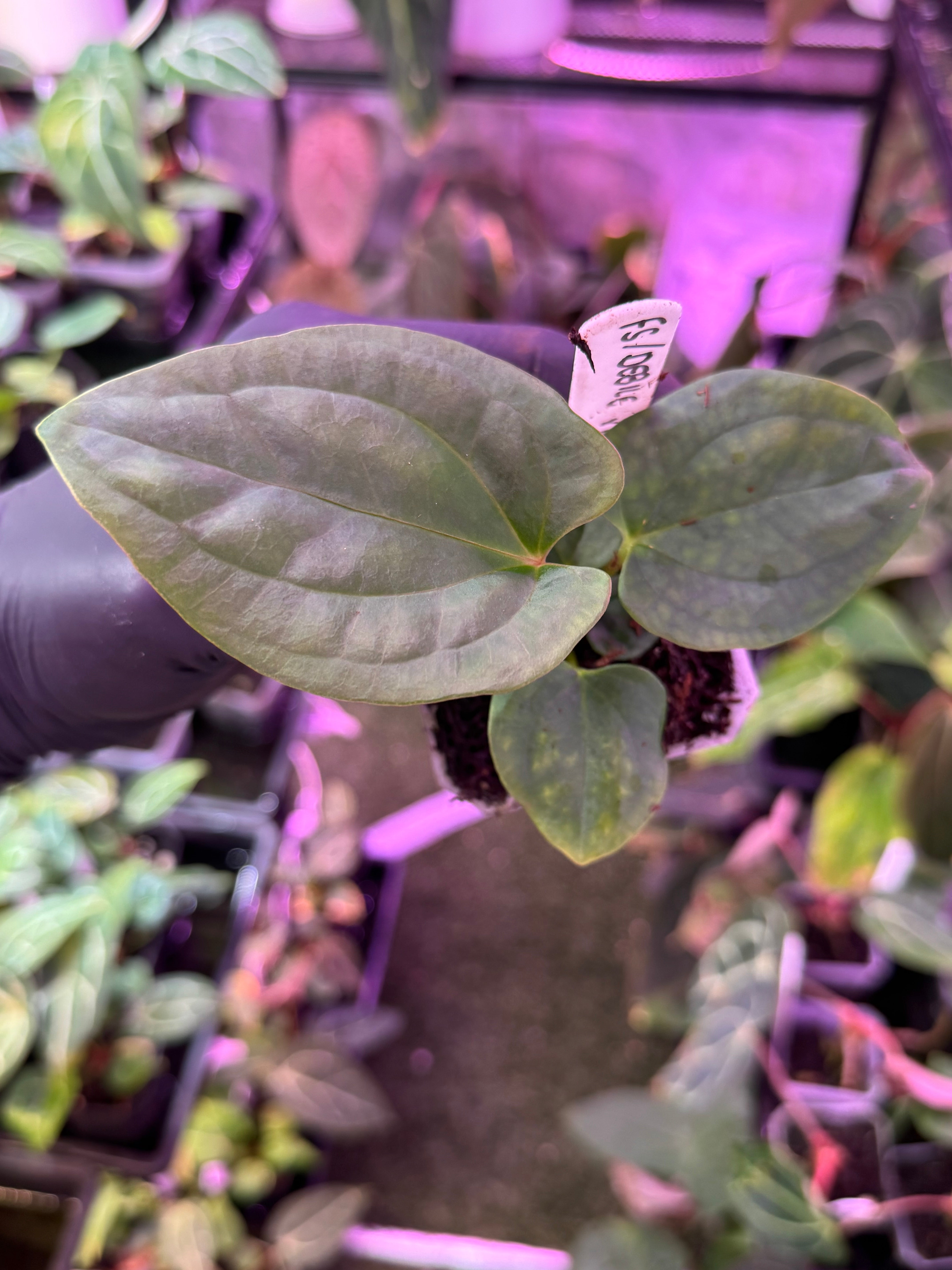 Anthurium (papillilaminum Ft Sherman x debile) x RVDP