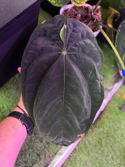 Anthurium ((Circus Peanuts x papillilaminum) x Red crystal)) x RG dressleri clone #2