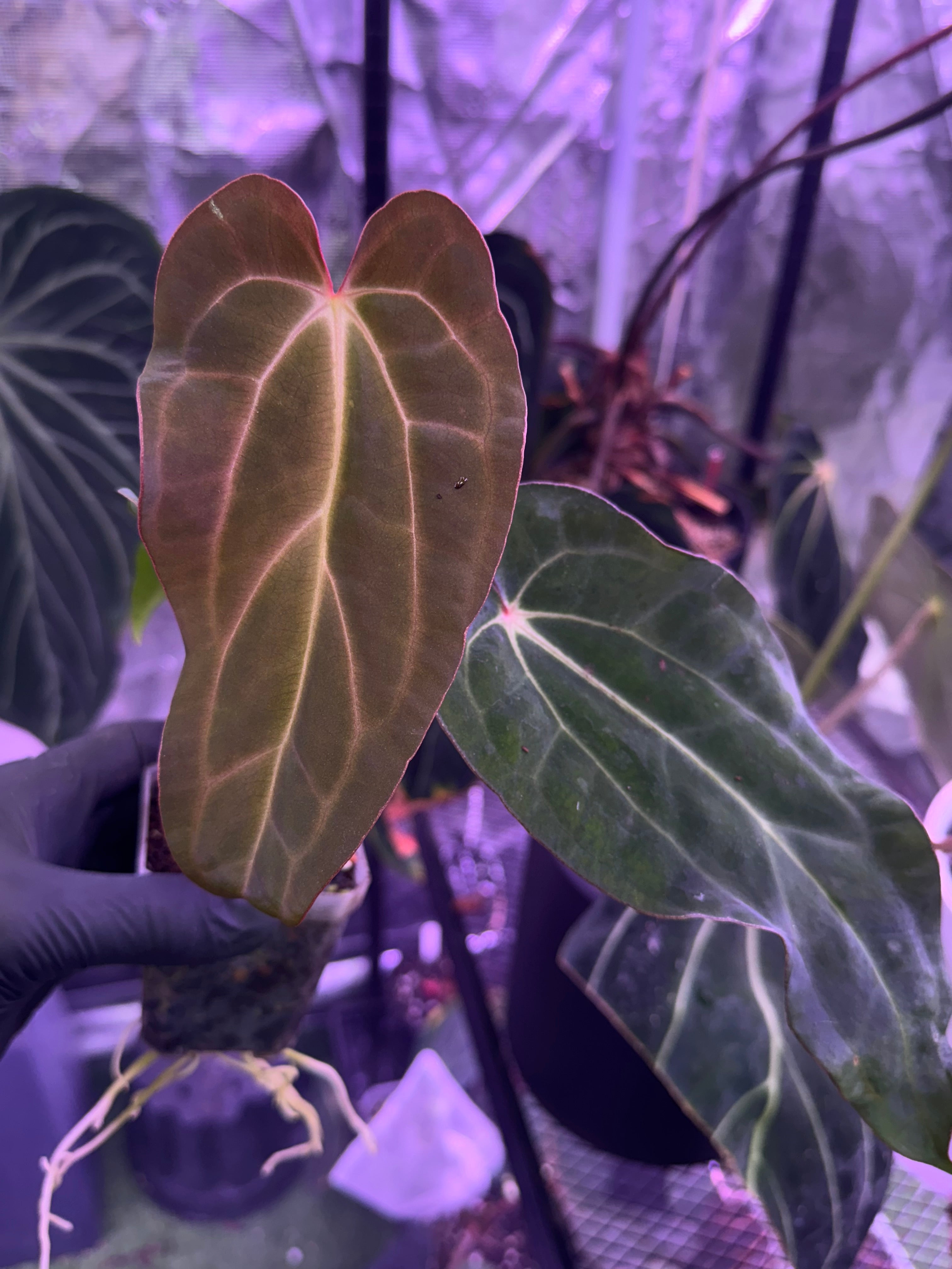 Anthurium carlablackiae Buz 1 x ( carla x nov. DF)