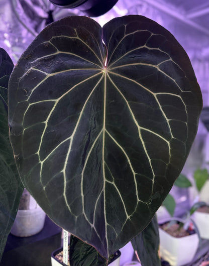 Anthurium "King of Spades x BVEP" x “Black Widow x Michelle”