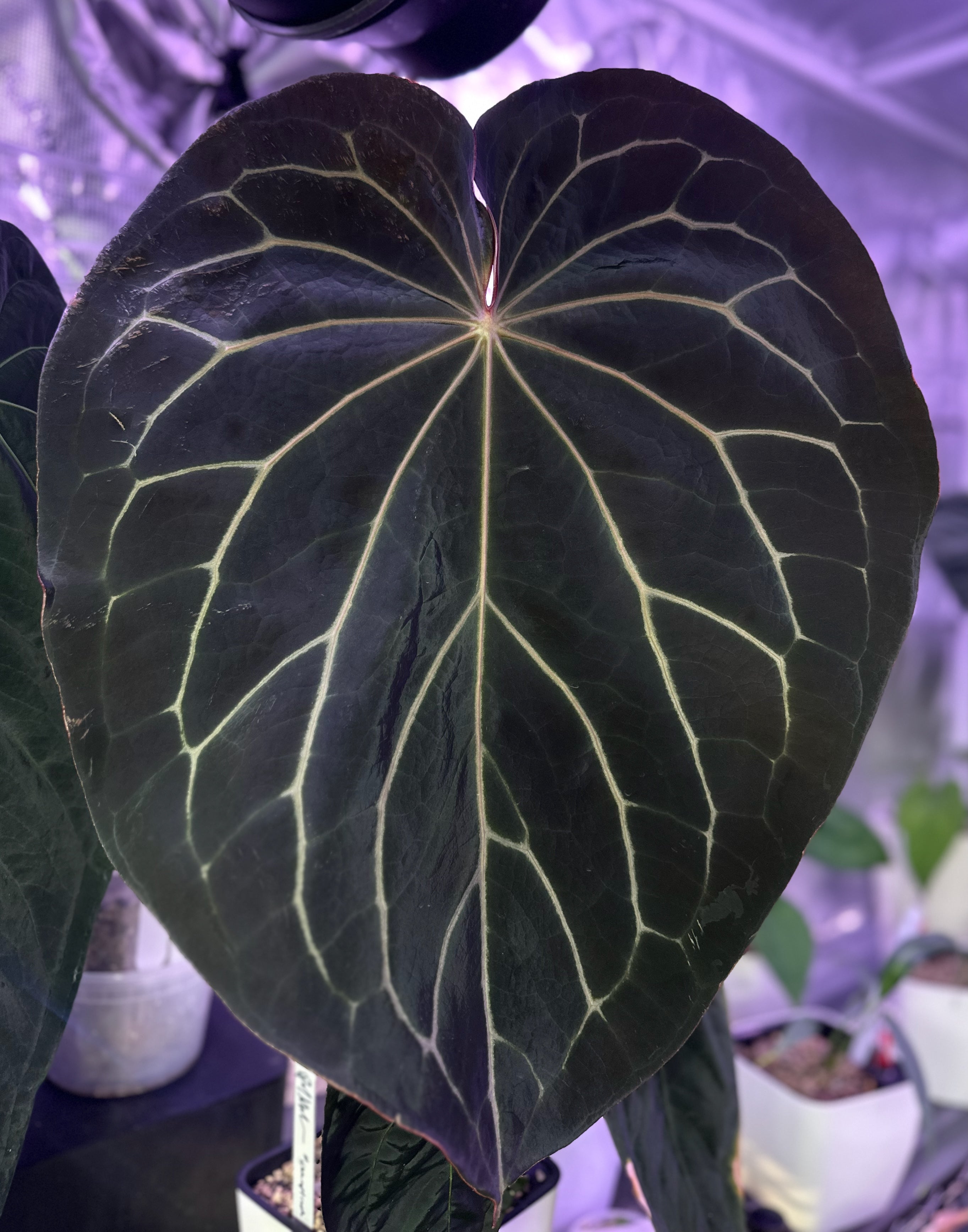 Anthurium (BVEP x “Black Widow x Michelle”) x “Black Widow x Michelle”