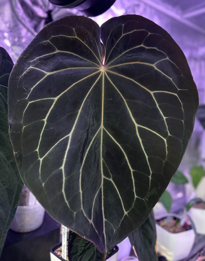 Anthurium (King of Spades x BVEP) x ‘Black Widow x Michelle’