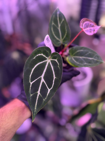 Anthurium (BVEP x Black Widow Michelle) x Black Widow Michelle