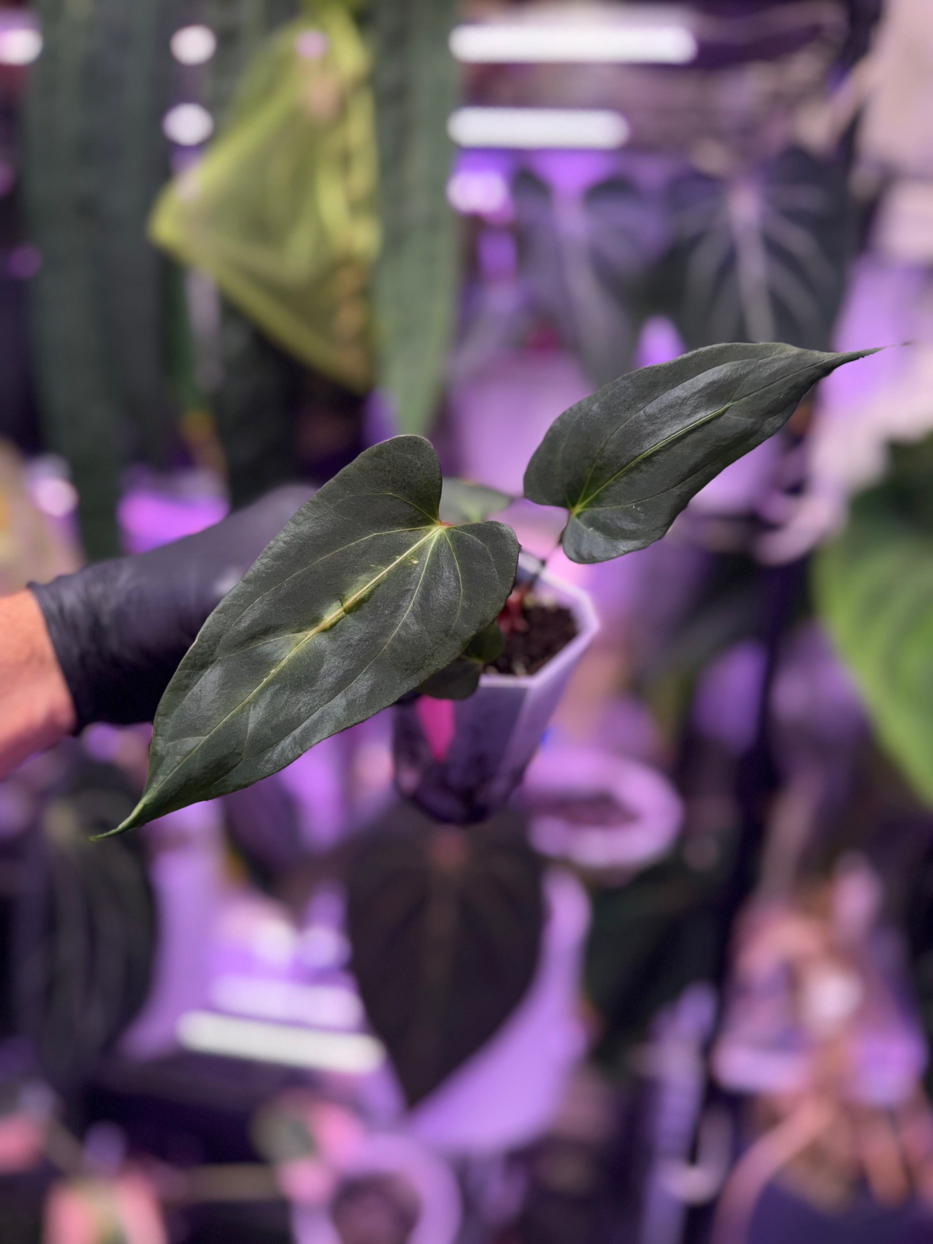 Anthurium (carlablackiae "District" x “Black Widow x Michelle” Buz 2) x PapX