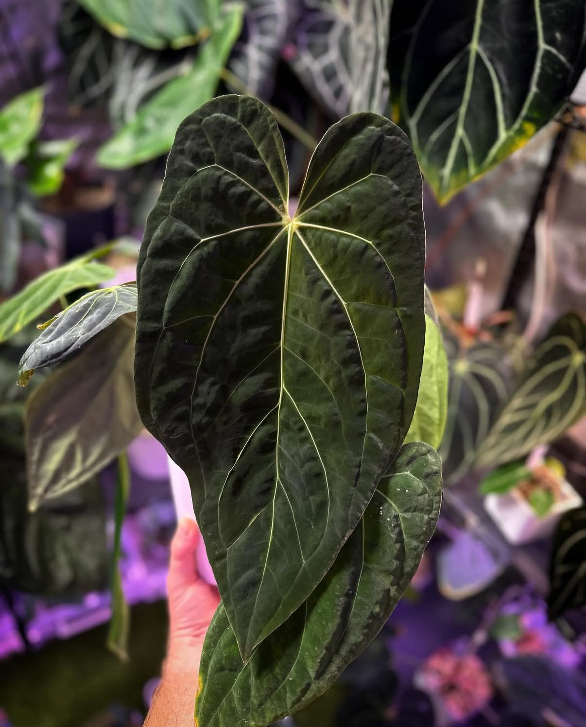 Anthurium sp. nov. Darien