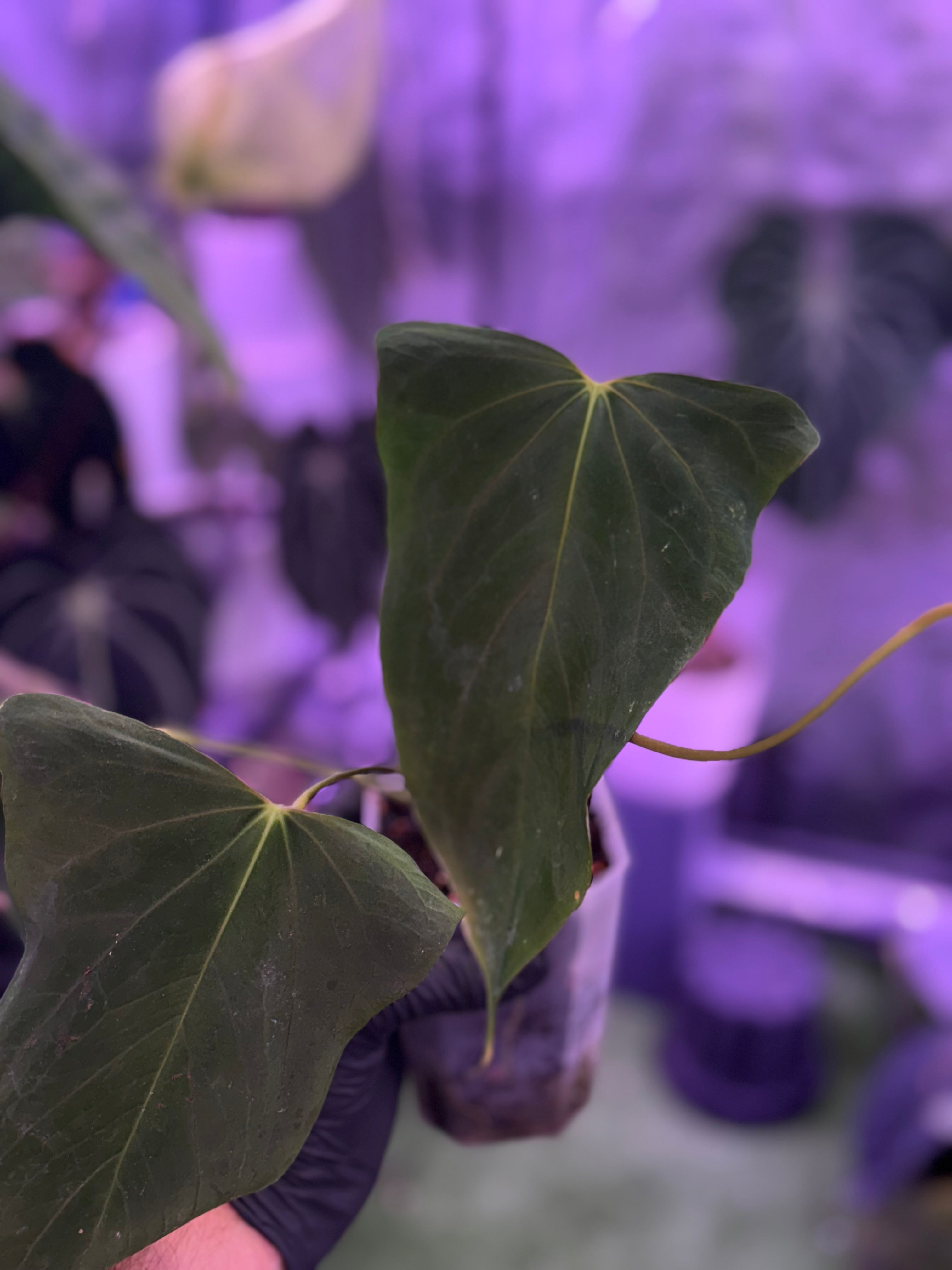 Anthurium sp. nov. DF x pap Ralph Lynam self