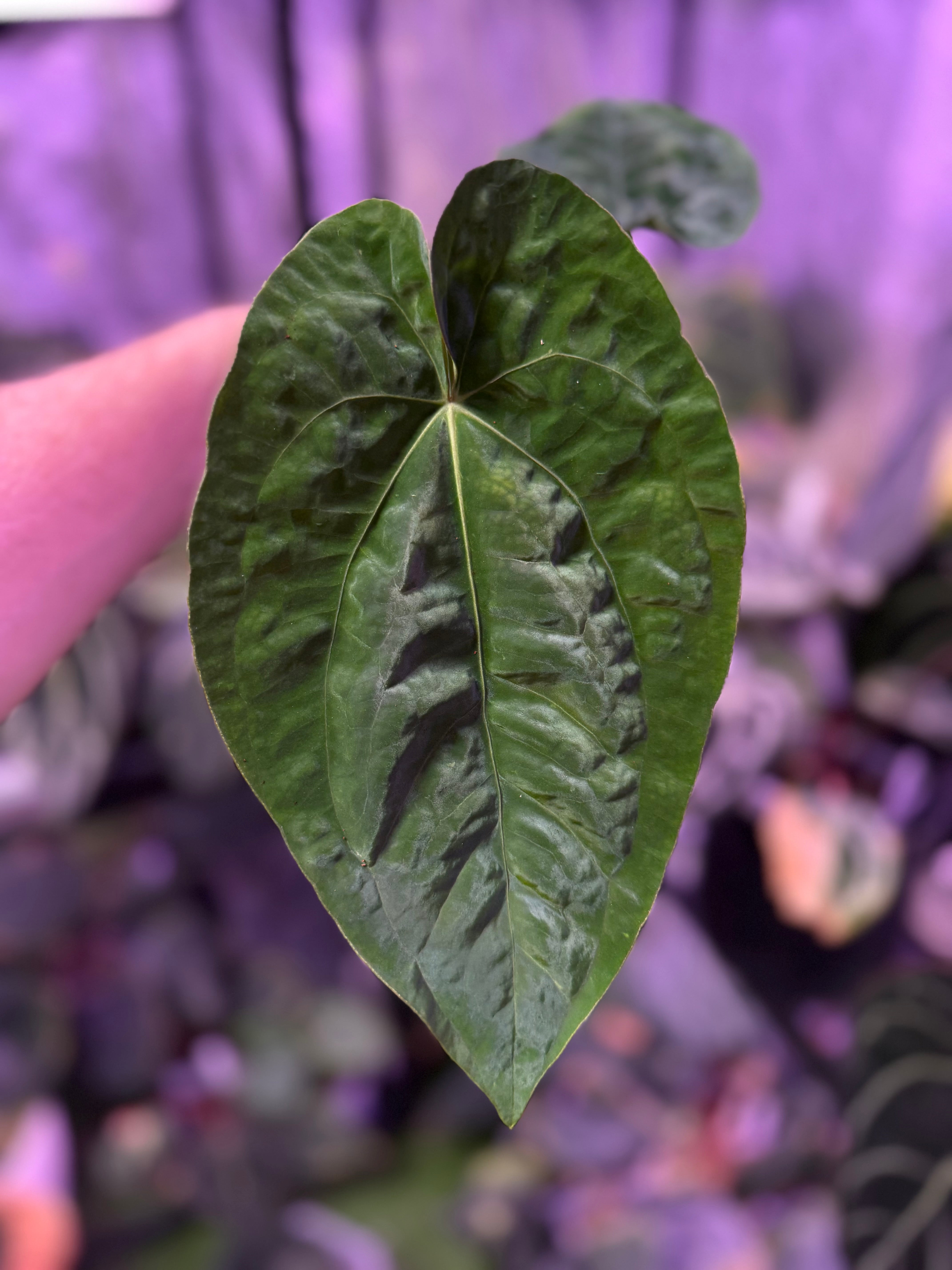 Anthurium papillilaminum RA5 x dressleri F3