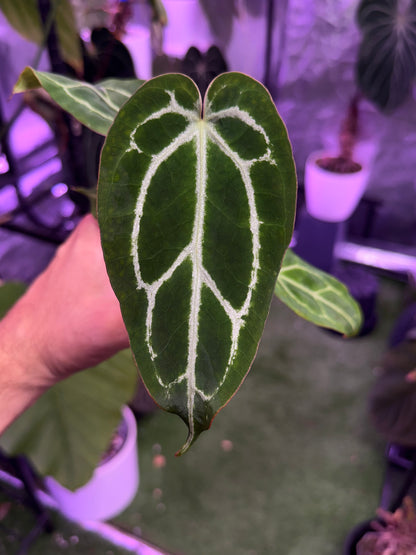 Anthurium crystallinum ‘Chocolate’ x (Black widow x Michelle)