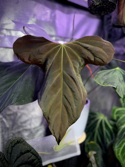 Anthurium sp. nov. DF X papillilaminum 'Ralph Lyman x Self'