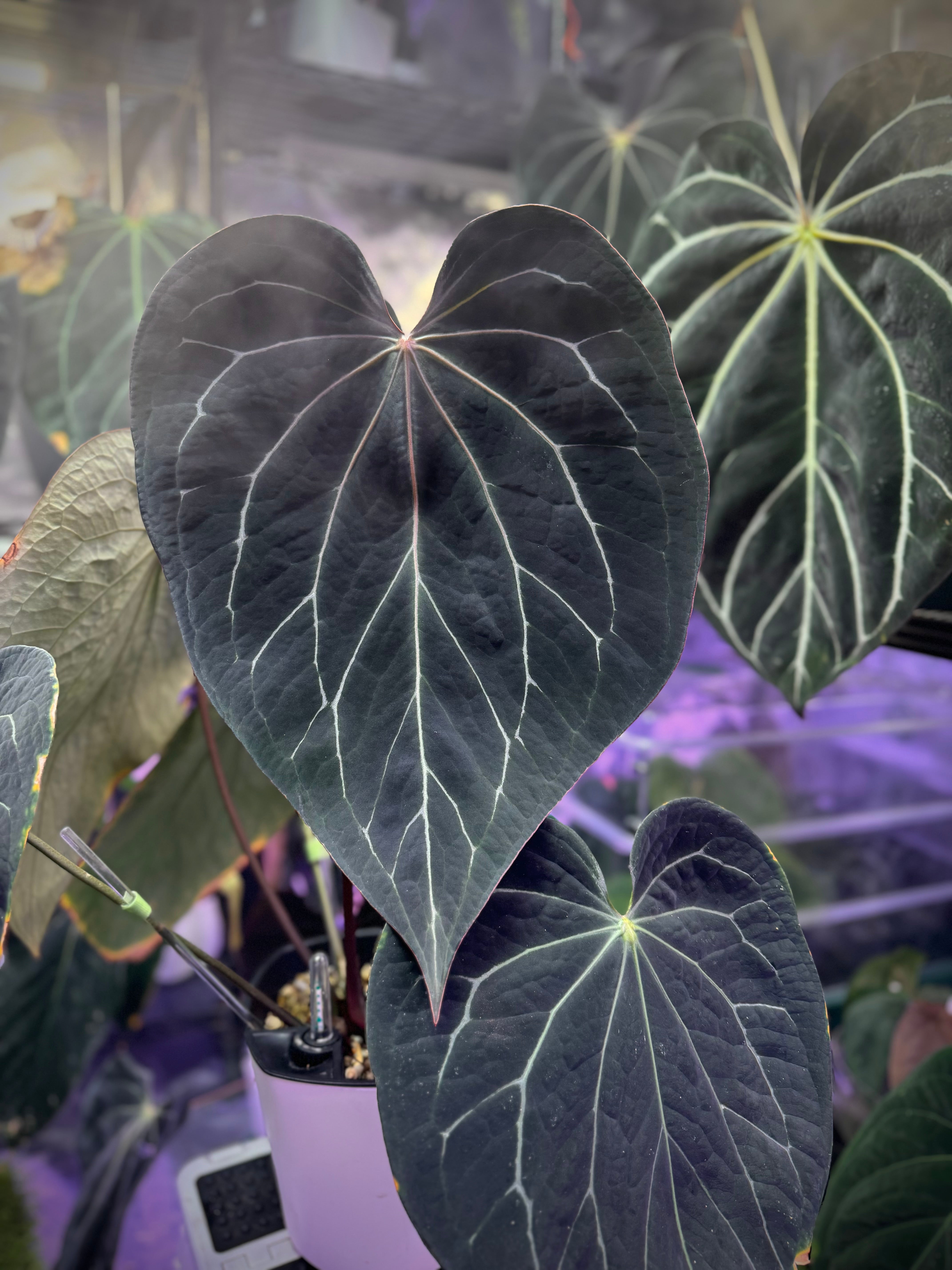 Anthurium “Stripey” x self - germinated seeds