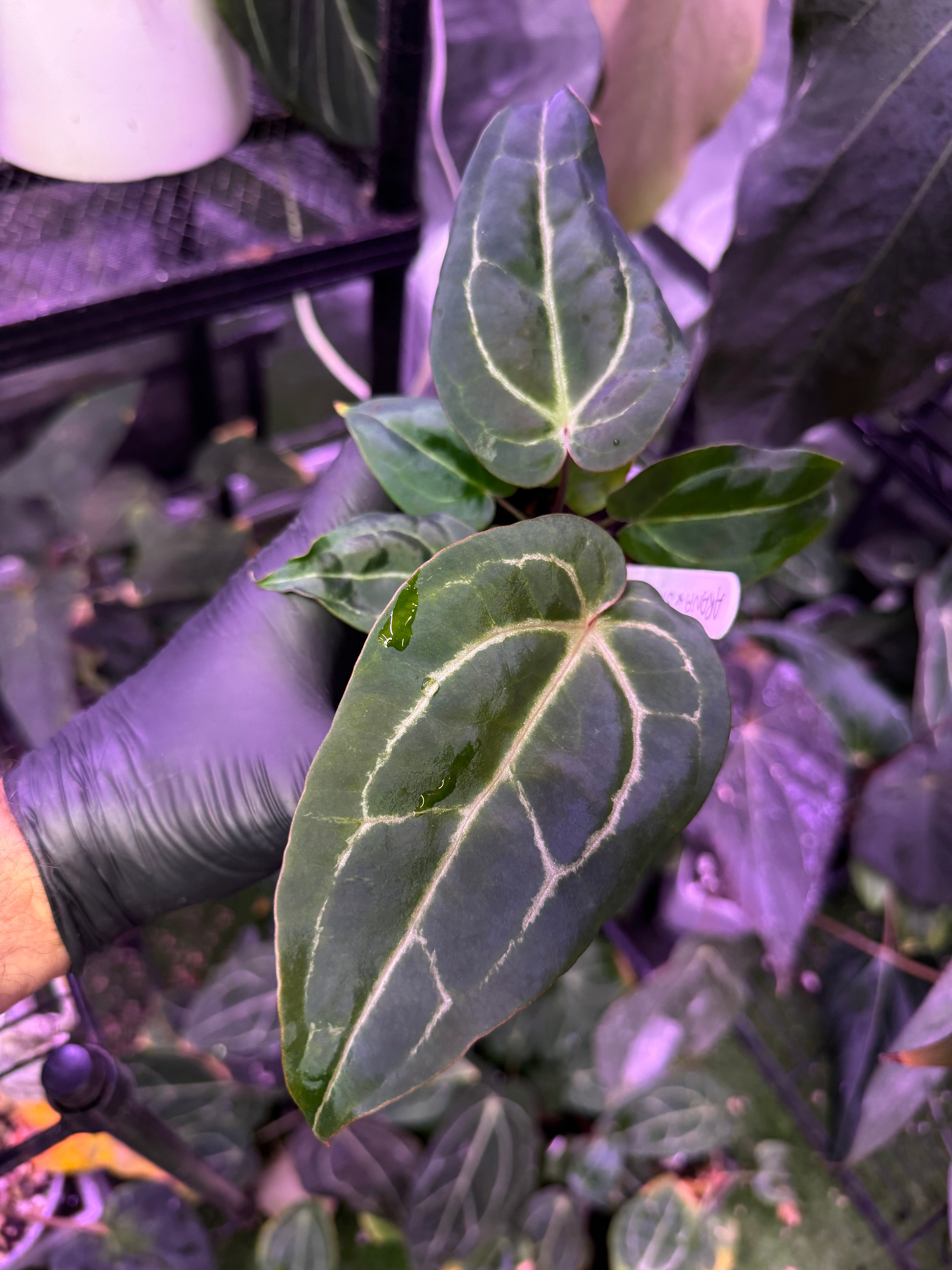 Anthurium Araña x Stripey