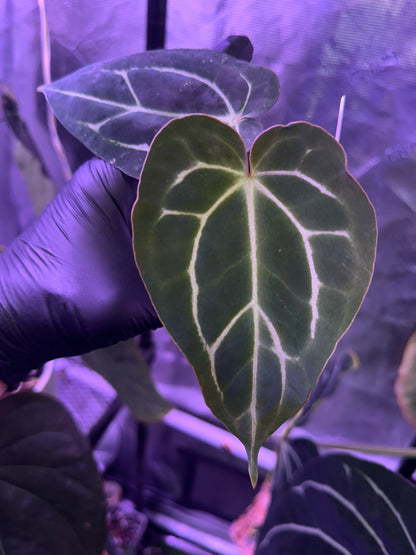 Anthurium (carlablackiae x Black Widow Michelle #2) x Stripey