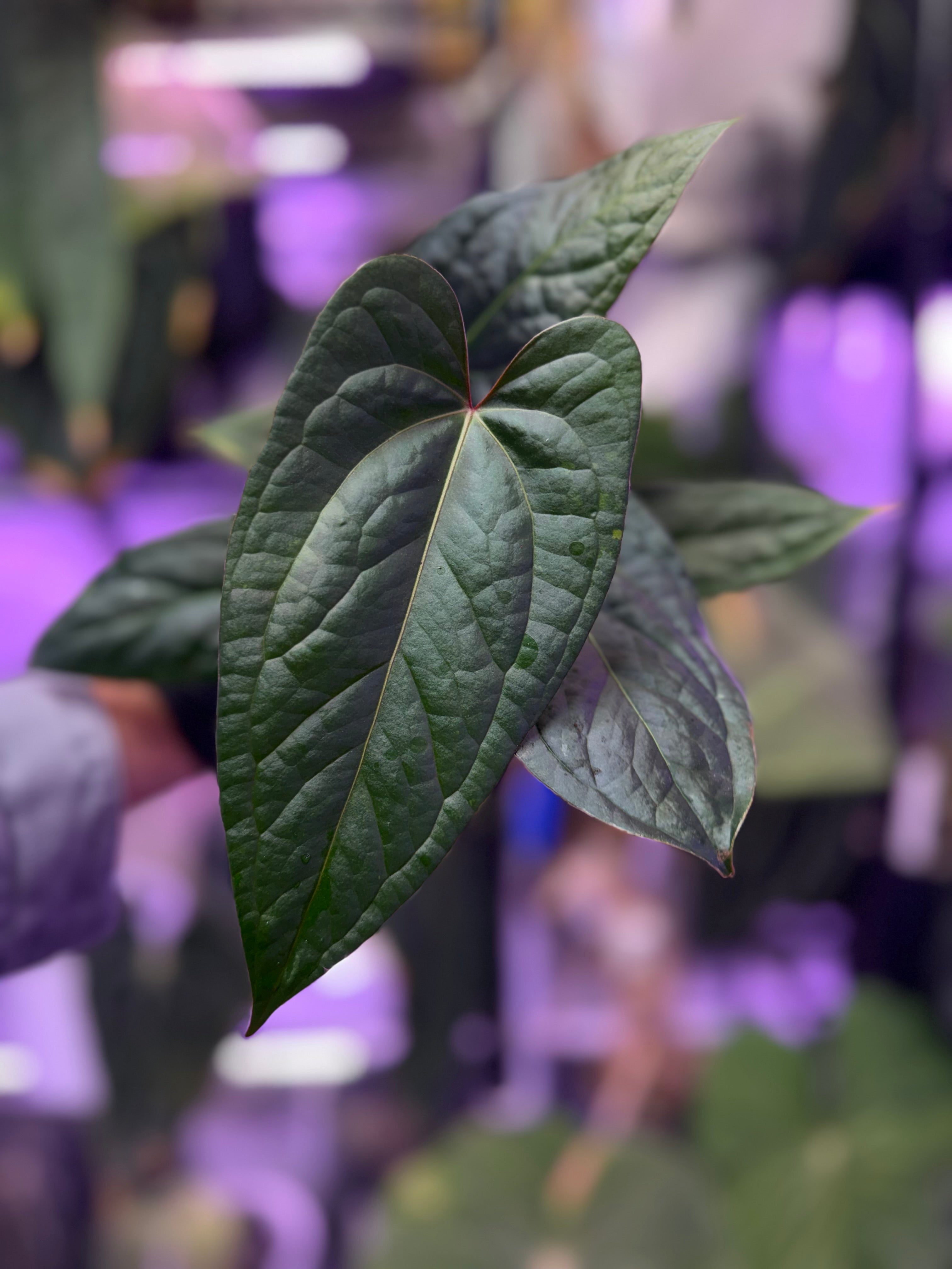 Anthurium Tim Anderson “Stripey” x ustuopoense