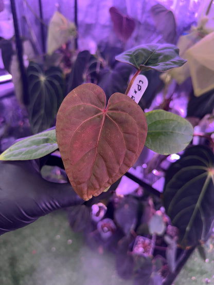 Anthurium (Circus Peanuts  x Red Crystal) x kunayalense RA2